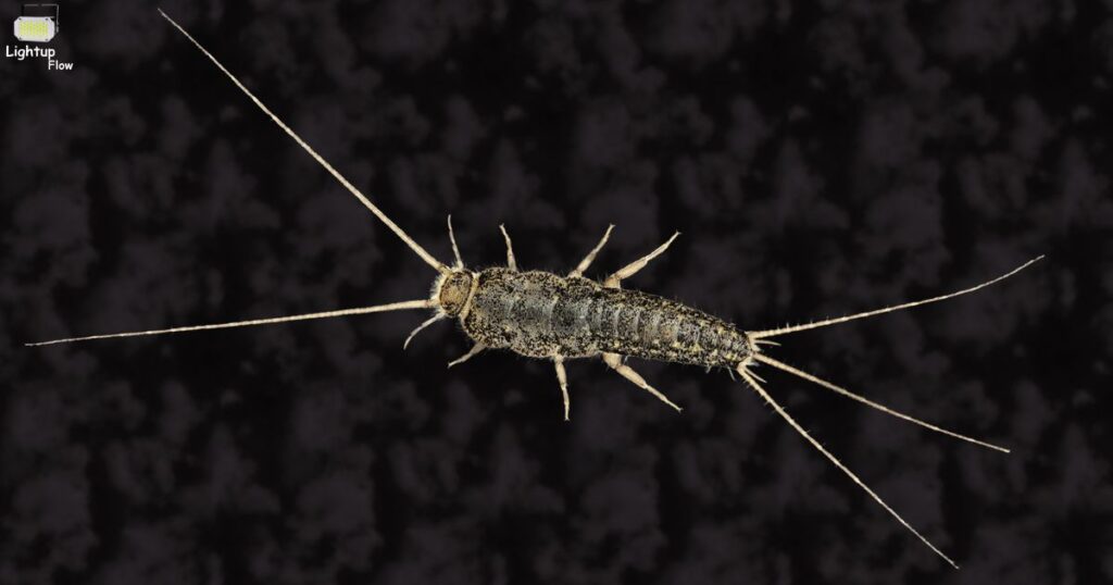 Are Silverfish Led Light Harmful