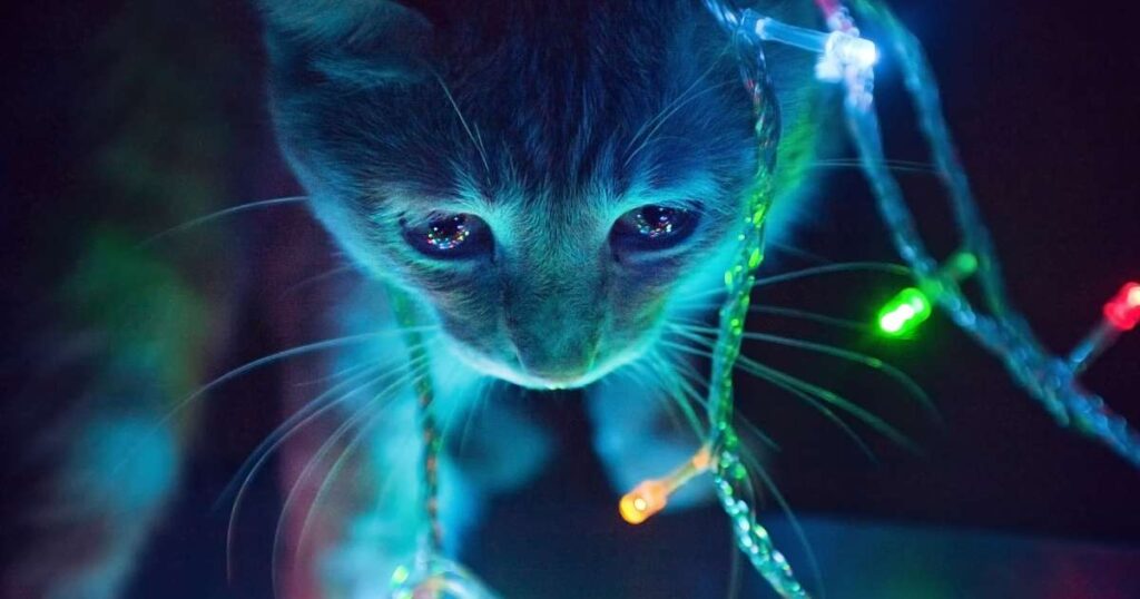 Do LED Lights Bother Cats