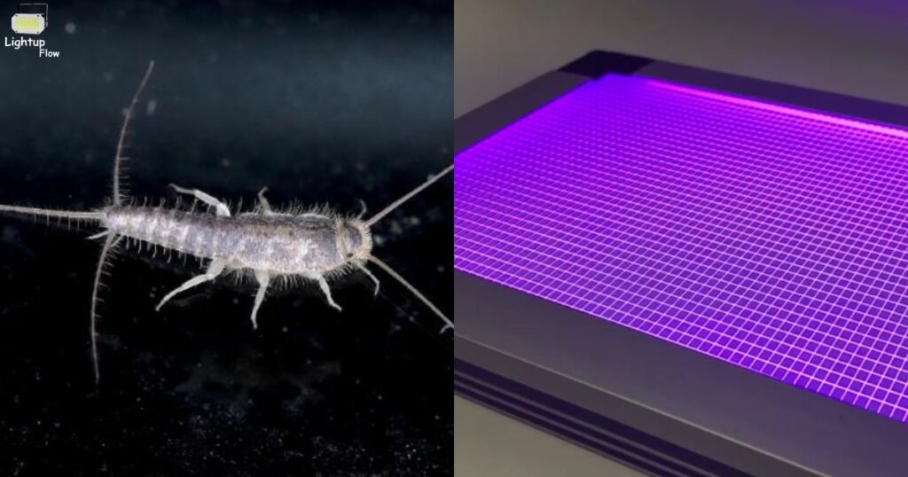 Get Rid Of Silverfish Led Light