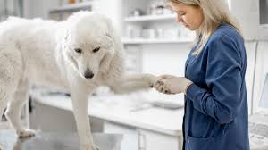 Comprehensive Pet Care in Orillia: What Pine Grove Veterinary Hospital Offers